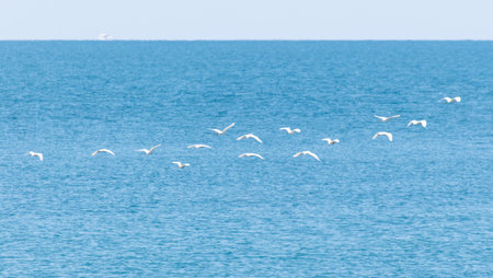 A flock of birds flying over a large body of water. The birds are white and are flying in a line. The sky is clear and the water is calmの写真素材