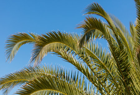 A palm tree with long green leaves is in the foreground of a blue sky. The palm tree is tall and has a lot of leaves, giving it a lush and tropical appearanceの写真素材