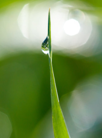 A water droplet on a plant stem in nature. Macroの写真素材