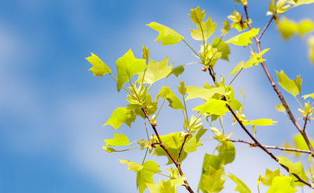 A tree with green leaves is standing tall in the sky. The leaves are vibrant and healthy, and the sky above is a bright blue. The scene is peaceful and serene, with the tree providing a sense of calmの写真素材