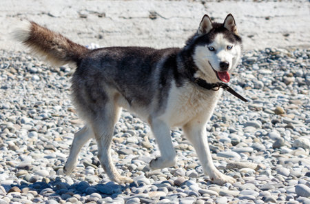 A dog is walking on a beach with a collar around its neck. The dog is happy and he is enjoying its time on the beachの写真素材