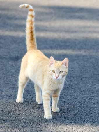 A cat with a long tail is walking on a road. The cat is orange and white. The cat is looking at the cameraの写真素材