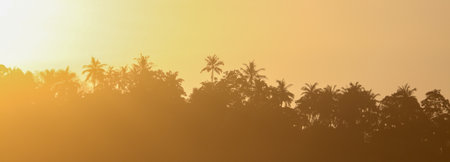 A sunset over a forest with palm trees. The sky is orange and the trees are silhouetted against the skyの写真素材