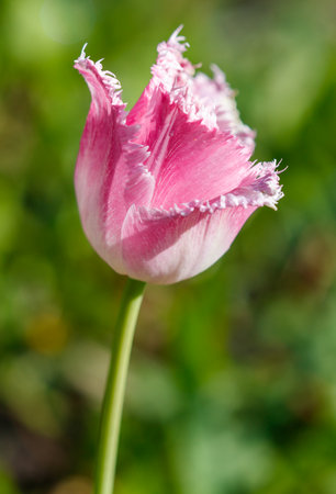 A pink flower with a fringe is standing in a green field. The flower is the main focus of the image, and it is the most beautiful and vibrant part of the sceneの写真素材