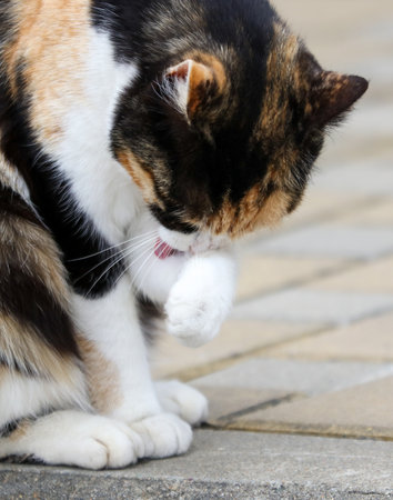 A cat is licking its paw. The cat is black, white, and orange. The cat is sitting on a brick sidewalkの写真素材