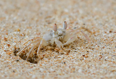 A small crab is walking on the sand. The crab is white and has two antennae. The sand is dry and the crab is the only living thing in the sceneの写真素材