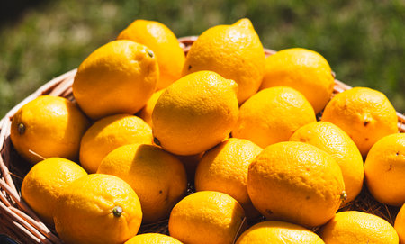 A basket full of lemons is sitting on a grassy area. The lemons are yellow and appear to be ripeの写真素材