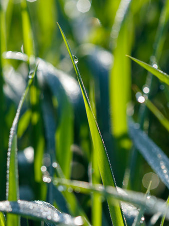 Dew drops on green grass in nature. Macro