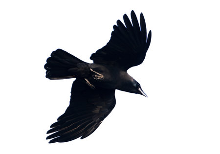 A black bird with its wings spread out is flying in the sky. The bird is the main focus of the image, and it is soaring high above the ground. The sky is clear and open, providing a sense of freedomの写真素材