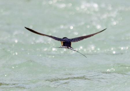 A swallow bird flies over the water. The bird is small and has a black tail. The water is calm and...