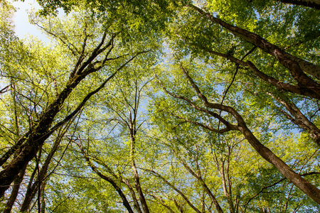 A forest with many trees and a clear blue sky. The trees are tall and green, and they are spread out across the skyの写真素材