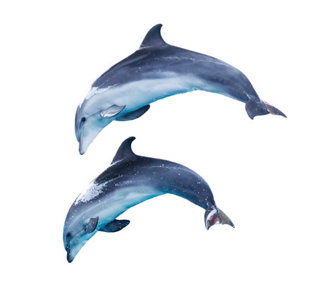 Two dolphins isolated on white background.の写真素材