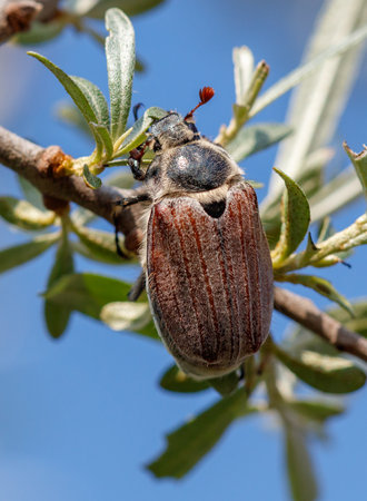 A brown and black beetle is sitting on a leaf. The beetle is small and has a black headの写真素材