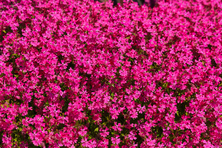 A field of pink flowers with a bright, cheerful mood. The flowers are in full bloom and cover the entire fieldの写真素材