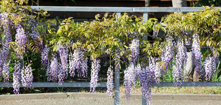 A fence with purple flowers growing on it. The flowers are hanging from the fence, creating a beautiful and serene atmosphere. The fence is located in a garden, surrounded by greenery and bushesの写真素材