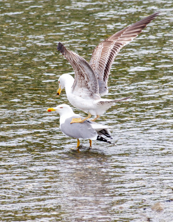 Two seagulls are standing on the water, one of them is on the back of the other. The seagull on the back is smaller and has a yellow beak. The seagull on the front is largerの写真素材