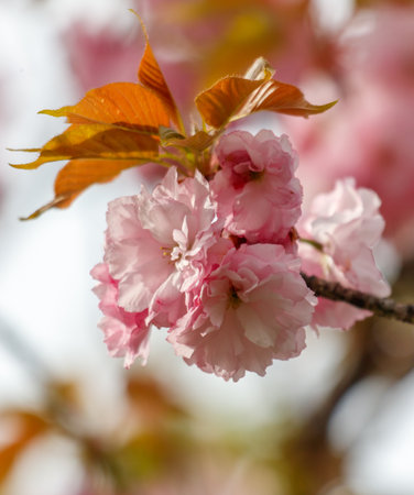 A pink flower with a green stem. The flower is in full bloom and is surrounded by leavesの写真素材