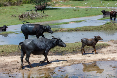 A herd of black cows are walking through a muddy field. A baby cow is walking with its motherの写真素材