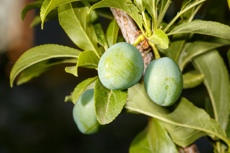 Two green peaches are hanging from a tree branch. The peaches are ripe and ready to be pickedの写真素材