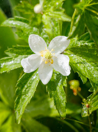 A white flower with a yellow center is sitting on a green leaf. The flower is surrounded by water...