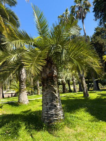 A palm tree is in a field with other palm trees. The palm trees are green and tallの写真素材