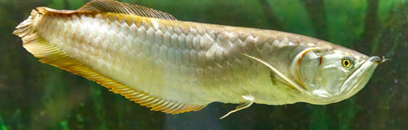 A large fish is swimming in a tank. The fish is brown and has a long tail. The tank is filled with water and plantsの写真素材