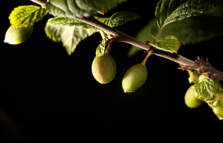 A branch with green leaves and two small green fruits hanging from it. The fruits are likely to be green apples or green grapesの写真素材
