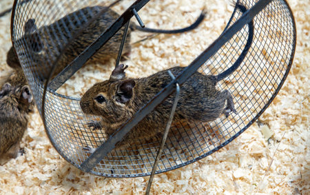 A small rodent is running in a wire cage. The cage is made of wire mesh and has a wooden baseの写真素材