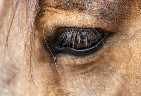 A close up of a horse's eye with a brownish tint. The eye is surrounded by a dark brown area, and the hair around the eye is also brown. The eye appears to be closedの写真素材