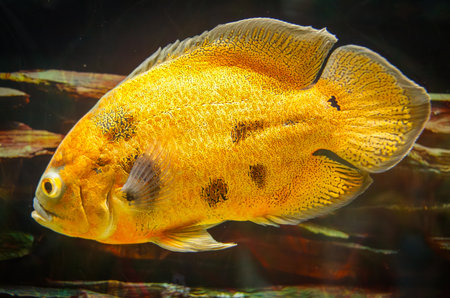 A large gold fish with black spots swims in a tank. The fish is the center of attention and he is the main focus of the imageの写真素材