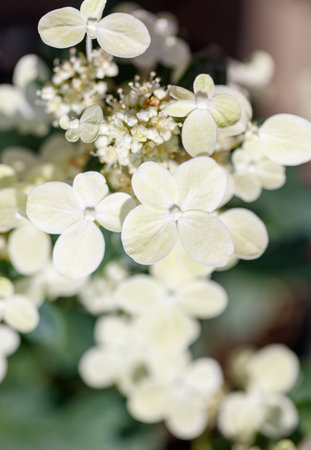 A close up of a white flower with a green stem. The flower is surrounded by green leavesの写真素材