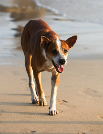 A brown and white dog is walking on the beach. The dog is looking at the camera and he is happyの写真素材