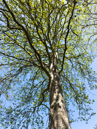 A large tree with green leaves is standing tall in a clear blue sky. The tree is the main focus of...