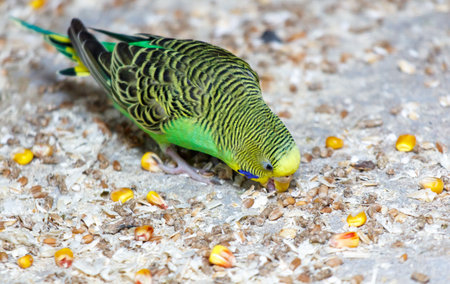 A green and yellow bird is eating corn. The bird is small and has a blue beakの写真素材