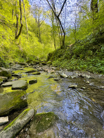 A stream of water flows through a forest with moss growing on the rocks. The water is clear and calm, and the sunlight filters through the trees, creating a peaceful and serene atmosphereの写真素材