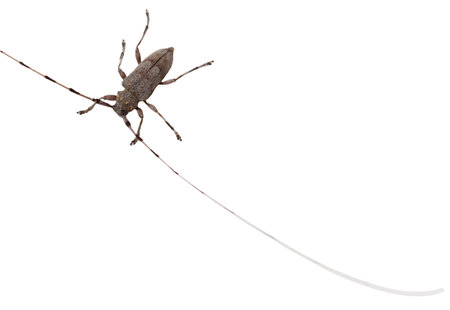 Bark beetle with large antennae isolated on white background.の写真素材