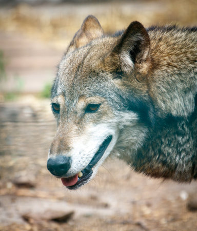 A wolf is looking at the camera with its mouth open. The wolf appears to be in a zoo or a wildlife parkの写真素材