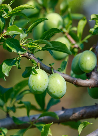 A tree with green leaves and green fruit hanging from it. The fruit is small and round. The tree is full of life and colorの写真素材