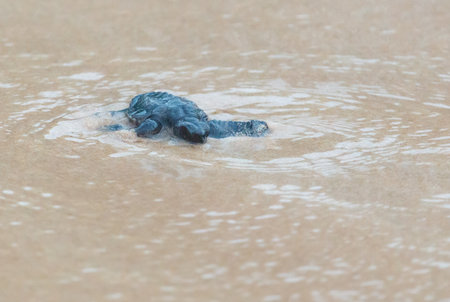 A turtle hatched from an egg crawls along the sand towards the ocean.