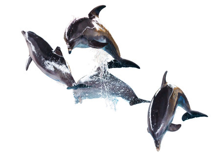 Four dolphins isolated on white background.の写真素材