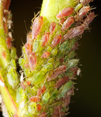 Aphids on a plant stem in nature. Macro