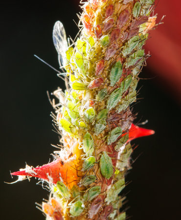 Aphids on a plant on a black background. Macroの写真素材