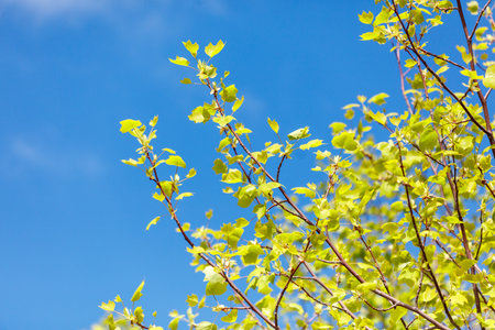 A tree with green leaves is in the sky. The sky is blue and clear. The tree is in full bloomの写真素材