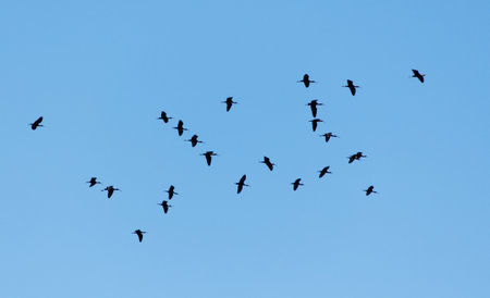 A flock of birds flying in the sky. The birds are flying in a line and are spread out across the...