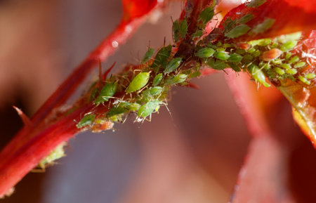 Aphids on a plant stem in nature. Macroの写真素材
