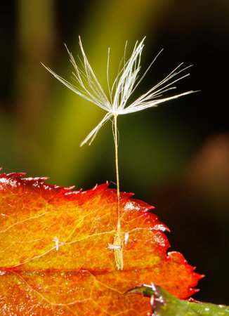 A small white flower is growing out of a leaf. The flower is surrounded by a red leaf, which is also...