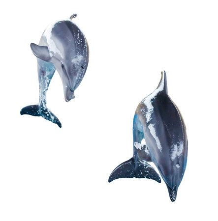 Two dolphins isolated on white background.の写真素材
