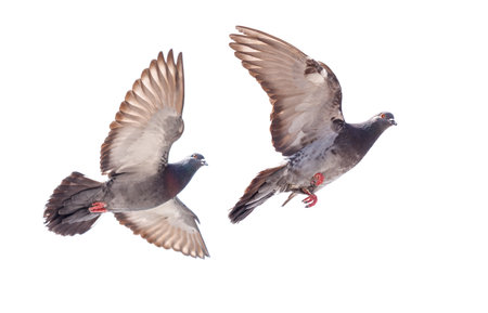 Two pigeons flying in the air. One is in the foreground and the other is in the backgroundの写真素材