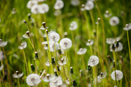 A field of dandelions with a bright sunny day. The dandelions are scattered throughout the field, with some standing tall and others lying flat on the ground. The bright sunlight illuminates the fieldの写真素材