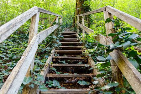 A wooden staircase with vines growing on it. The vines are green and the steps are brown. The image has a natural and peaceful feel to itの写真素材